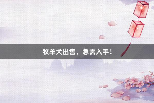 牧羊犬出售，急需入手！